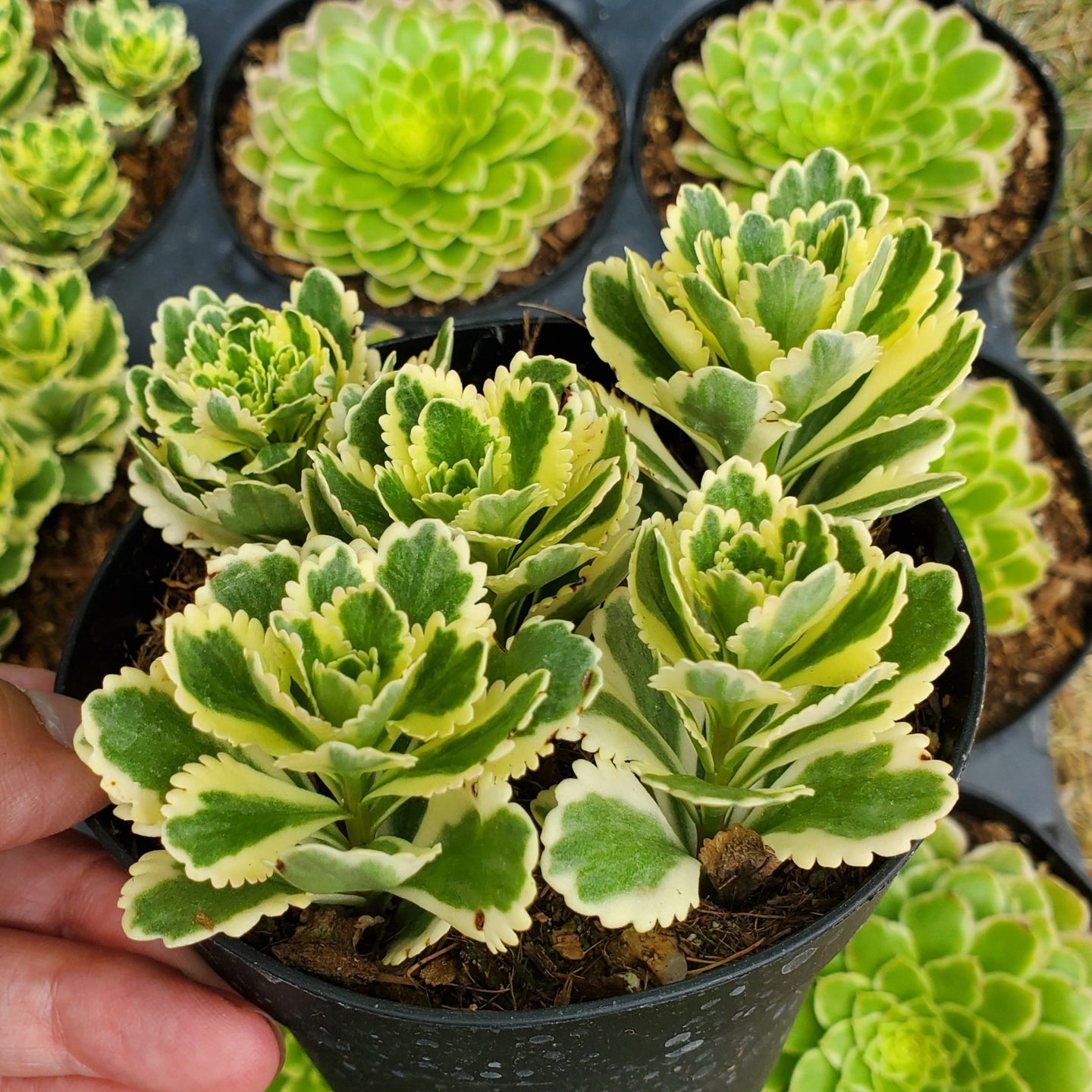 Sedum takesimense 'Atlantis'™